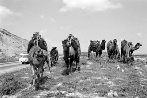 ARH NL Dierssen 1564/0021, Kamele, Denizli, 1967