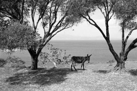 ARH NL Dierssen 1566/0015, Olivenbäume und Esel, Çesme, 1967