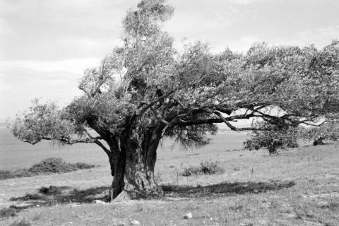 ARH NL Dierssen 1566/0016, Olivenbaum, Çesme, 1967