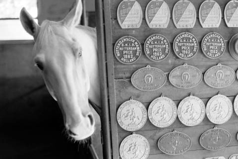 ARH NL Dierssen 1609/0009, Pferd von Springreiter Hermann Schridde, Meißendorf, zwischen 1968/1969