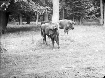 ARH NL Dierssen G 157, Im Wisentgehege, Springe, 1949