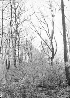 ARH NL Dierssen G 188, "Dschungel" im Volkspark, Springe, 1949