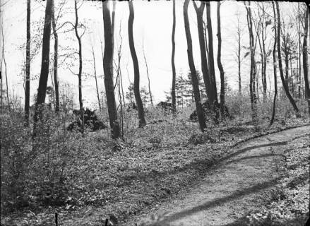 ARH NL Dierssen G 190, "Dschungel" im Volkspark, Springe, 1949