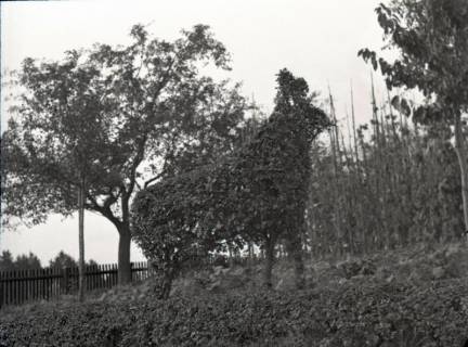 ARH NL Kageler 2336, In Tierform geschnittene Hecke, Barsinghausen, 1940