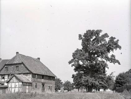 ARH NL Kageler 2460, Bauernhaus und alte Eiche, Sorsum, 1940