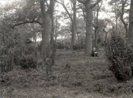 ARH NL Kageler 3256, Junge im Wald sitzend, Ort unbekannt, ohne Datum