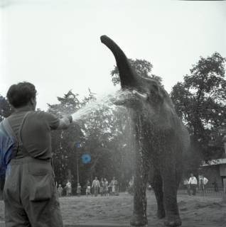 ARH NL Koberg 12002, Elefanten im Zoo Hannover, 1969