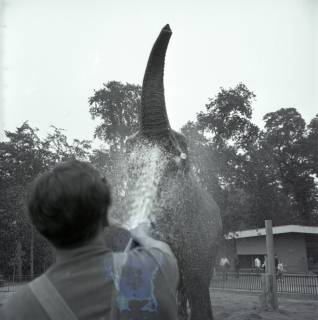 ARH NL Koberg 12003, Elefanten im Zoo Hannover, 1969
