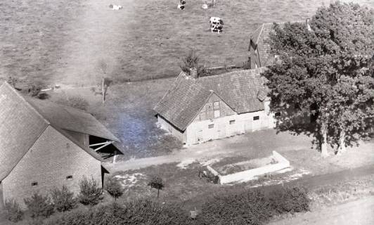 ARH NL Koberg 4725, Hof mit Kühen in Osterwald, Garbsen, 1959