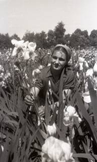 ARH NL Koberg 4917, Frau in einem Feld von Blumen, zwischen 1947/1948