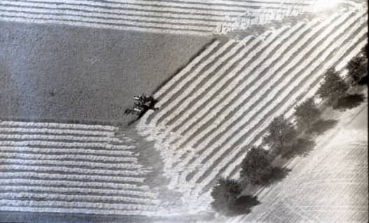 ARH NL Koberg 5293, Feld bei der Getreideernte, Leineniederung Salzderhelden, 1959