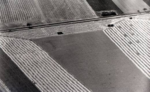 ARH NL Koberg 5294, Feld bei der Getreideernte, Leineniederung Salzderhelden, 1959