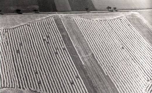 ARH NL Koberg 5296, Feld bei der Getreideernte, Leineniederung Salzderhelden, 1959
