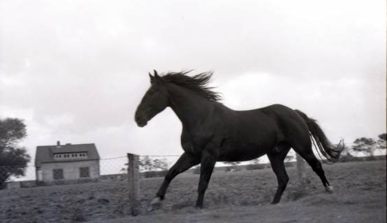 ARH NL Koberg 5440, Pferd, Insel Neuwerk, 1957