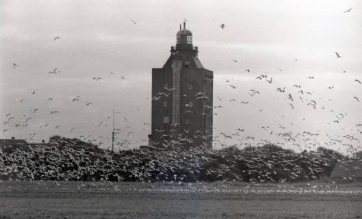 ARH NL Koberg 5463, Leuchtturm und Möwen, Insel Neuwerk, 1957