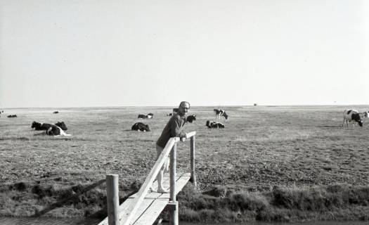 ARH NL Koberg 5493, Heinz Koberg auf einer Brücke vor weidenden Kühen, Insel Neuwerk, 1957