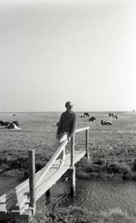 ARH NL Koberg 5494, Heinz Koberg auf einer Brücke vor weidenden Kühen, Insel Neuwerk, 1957