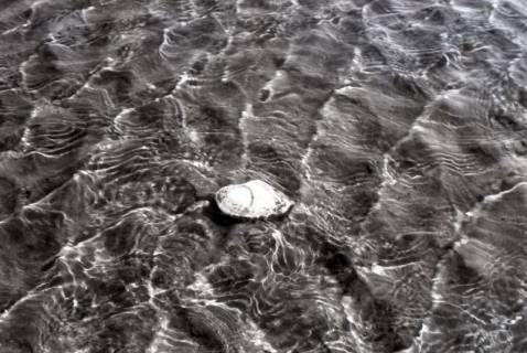 ARH NL Koberg 5495, Muschel im Wasser, Insel Neuwerk, 1957