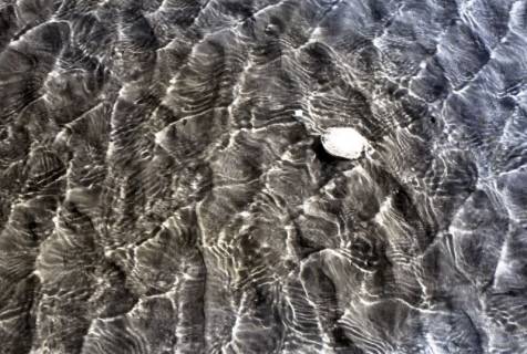 ARH NL Koberg 5496, Muschel im Wasser, Insel Neuwerk, 1957
