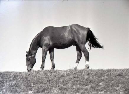 ARH NL Koberg 5573, Pferd, Insel Neuwerk, 1957