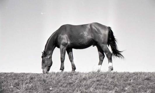 ARH NL Koberg 5574, Pferd, Insel Neuwerk, 1957