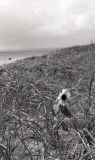 ARH NL Koberg 5588, Düne mit Strandhafer und einer Sonnenblume, Insel Neuwerk, 1957
