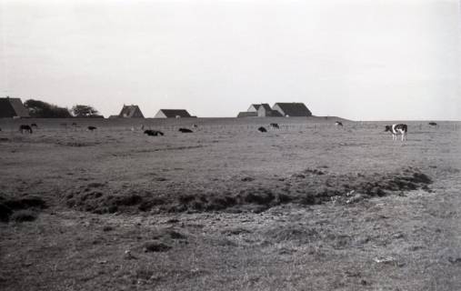 ARH NL Koberg 5654, Weide mit Kühen, Insel Neuwerk, 1958