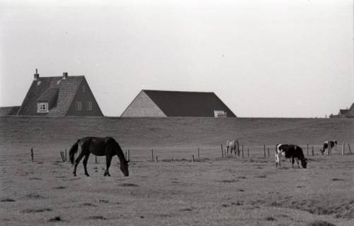 ARH NL Koberg 5655, Weide mit Kühen und Pferden, Insel Neuwerk, 1958