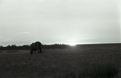 ARH NL Koberg 5688, Pferd, Insel Neuwerk, 1958