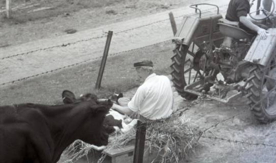 ARH NL Koberg 5703, Personen auf einem Traktor mit Kühen, Insel Neuwerk, 1958