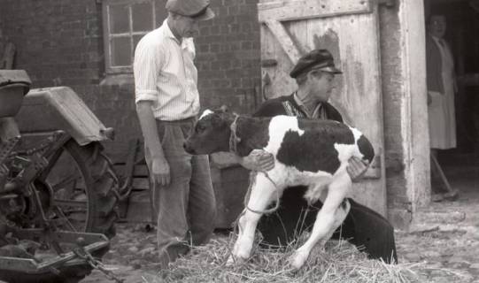 ARH NL Koberg 5704, Personen mit einem Kalb, Insel Neuwerk, 1958