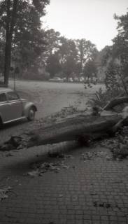 ARH NL Koberg 6439, Sturmschäden in der Eilenriede, Hannover, 1951