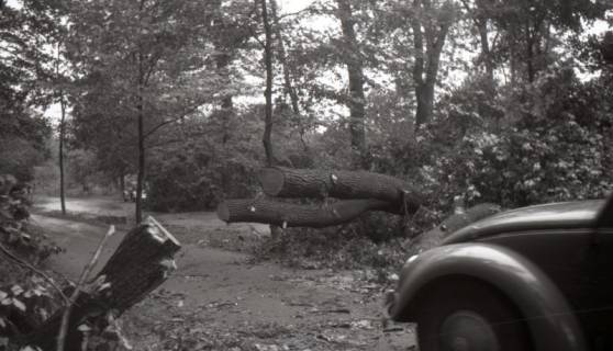 ARH NL Koberg 6440, Sturmschäden in der Eilenriede, Hannover, 1951