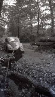 ARH NL Koberg 6441, Sturmschäden in der Eilenriede, Hannover, 1951