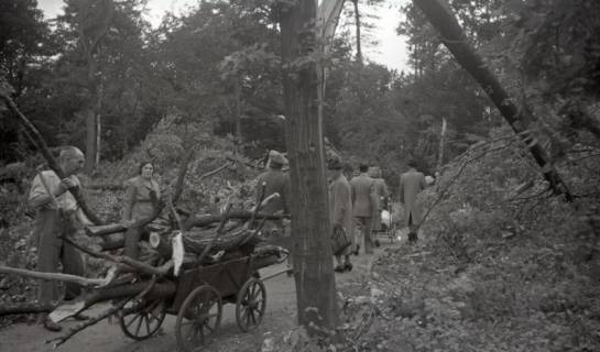 ARH NL Koberg 8862, Personen beim Holzsammeln in der Eilenriede, Hannover, 1951