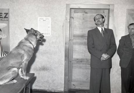 ARH NL Koberg 9295, Ein Hund auf einem Tisch neben zwei Männern in Anzügen, Hannover?, 1952