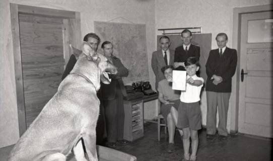 ARH NL Koberg 9296, Ein Hund auf einem Tisch und Personen in seriöser Kleidung in einem Büro, Hannover?, 1952