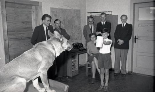 ARH NL Koberg 9297, Ein konzentriert aussehender Hund auf einem Tisch und Personen in seriöser Kleidung in einem Büro, Hannover?, 1952