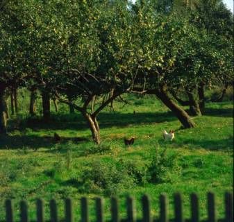 ARH NL Machinowski 89, Grundstück mit Obstbäumen und Hühnern, Schwüblingsen, 1981