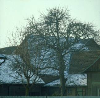 ARH NL Machinowski 240, Kahle Bäume vor einem Hof, Leveste, 1981