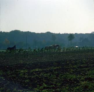 ARH NL Machinowski 400, Feld und Pferde bei Dudensen, 1985