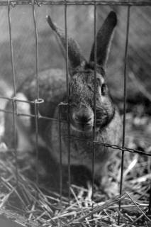ARH NL Mellin 01-042/0025, Kaninchen im Käfig, ohne Datum