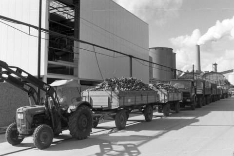 ARH NL Mellin 01-120/0019, Traktoren und LKWs mit mehreren mit Zuckerrüben gefüllten Anhängern zur Abgabe in der Zuckerfabrik, ohne Datum