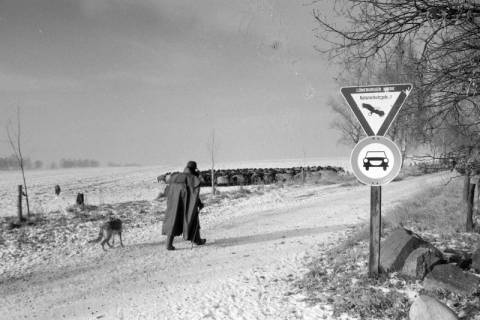 ARH NL Mellin 01-121/0007, Hirte mit Hütehund und Heidschnucken in der verschneiten Lüneburger Heide, ohne Datum