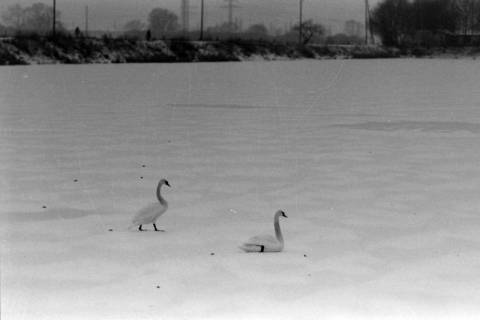 ARH NL Mellin 01-137/0023, Schwäne auf einem zugefrorenen See, ohne Datum