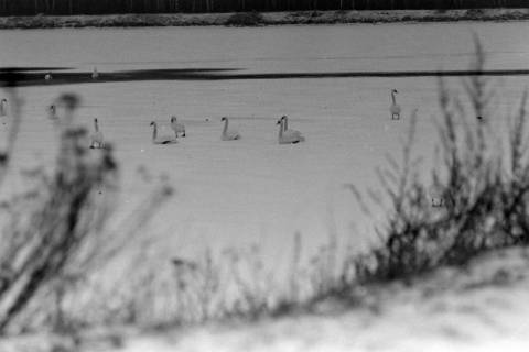 ARH NL Mellin 01-138/0003, Schwäne auf einem zugefrorenen See, ohne Datum