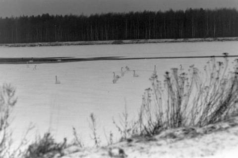 ARH NL Mellin 01-138/0004, Schwäne auf einem zugefrorenen See, ohne Datum