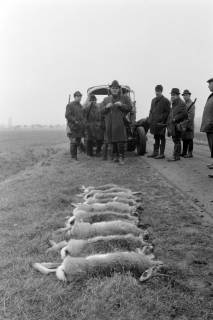 ARH NL Mellin 01-143/0005, Reihe von erlegten Kaninchen am Straßenrand bei einer Jagd, ohne Datum