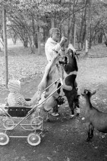 ARH NL Mellin 02-032/0014, Mutter mit Kind im Kinderwagen in einem Streichelzoo, umringt von Ziegen, ohne Datum