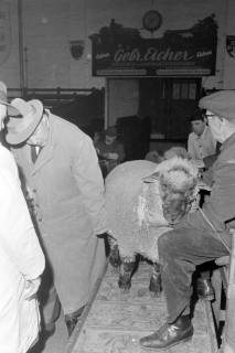 ARH NL Mellin 02-035/0003, Schaf in einer Viehhalle, ohne Datum